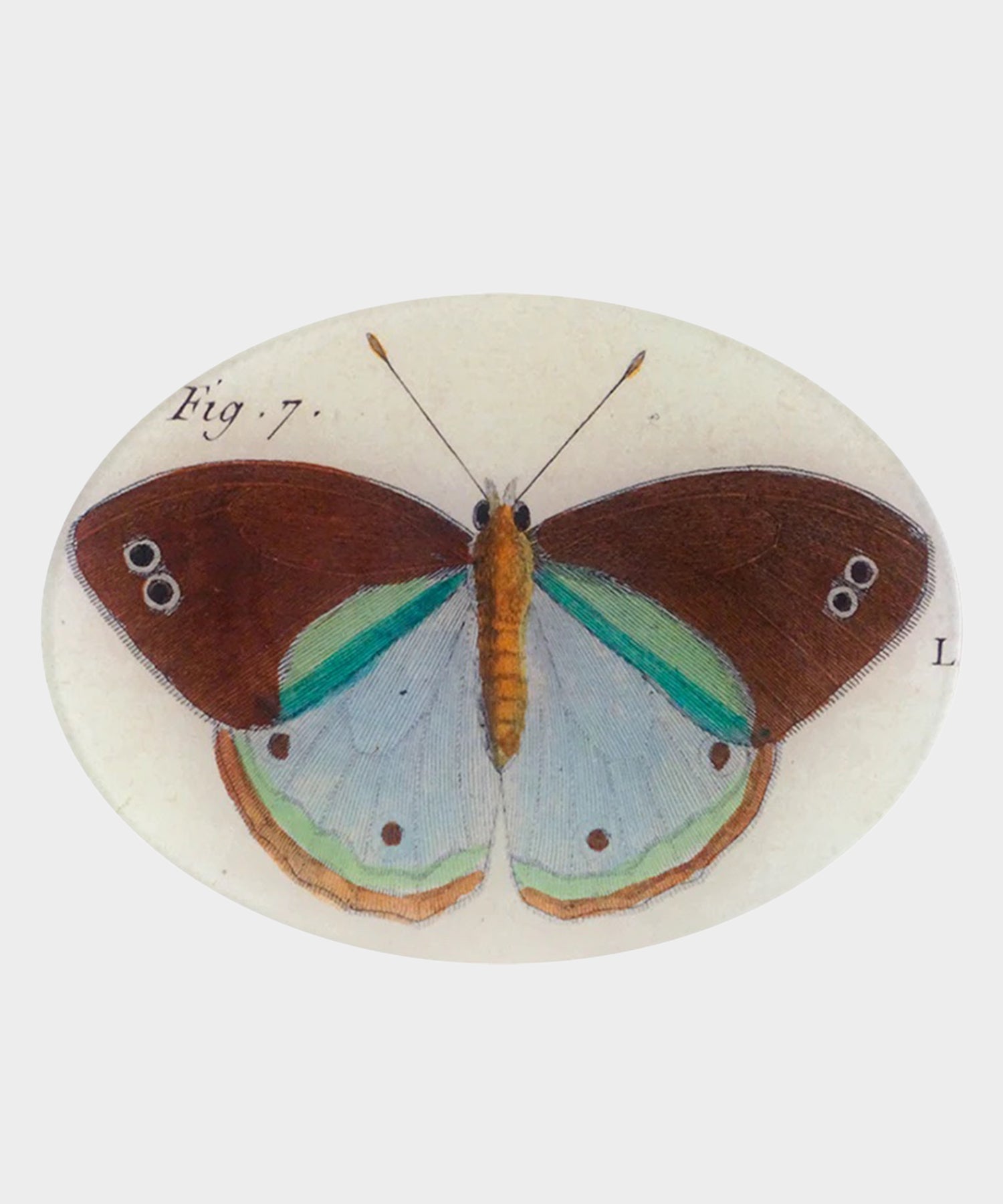 John Derian 5 X 7 Fig. 7 Butterfly Tray