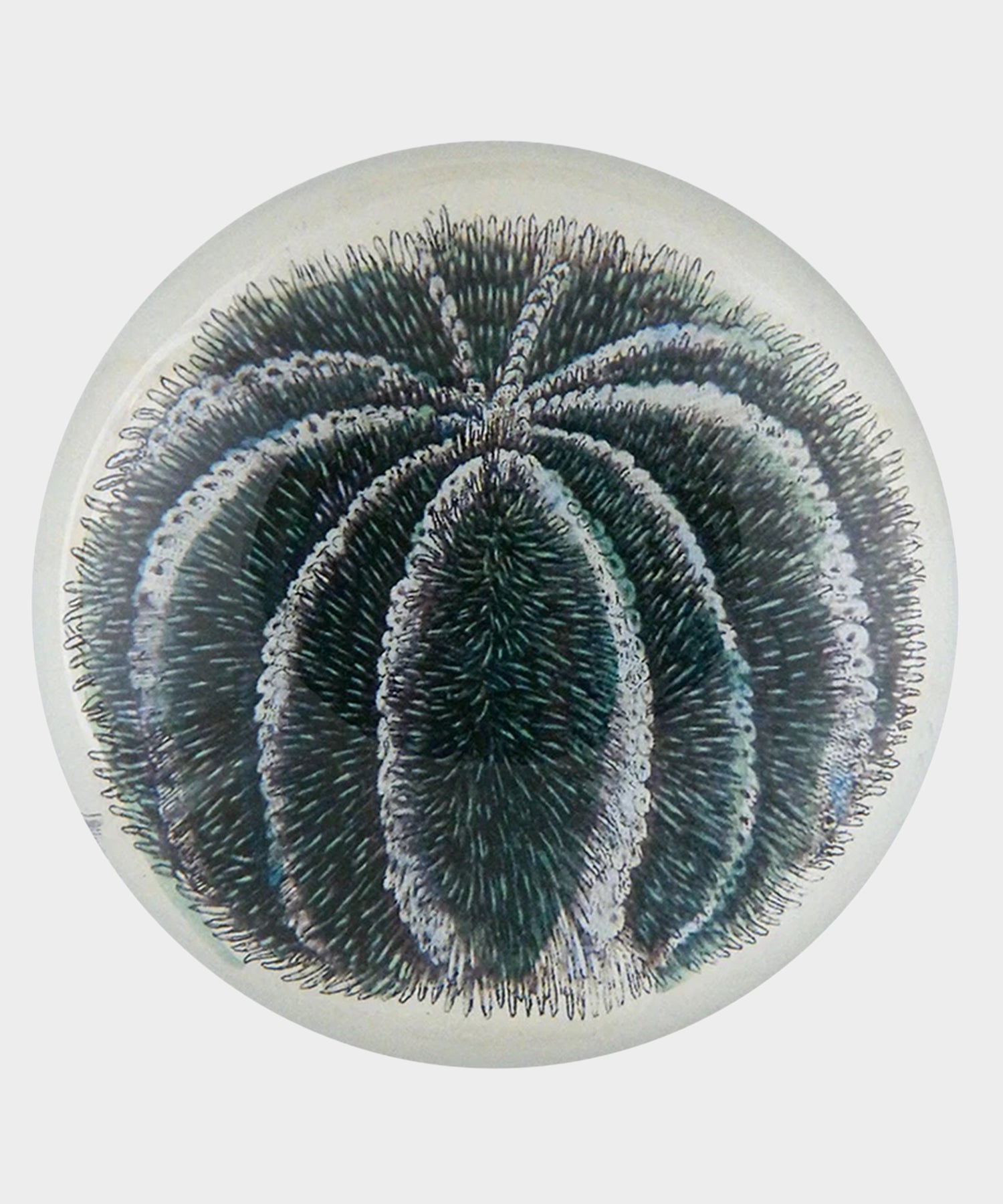 John Derian Blue Sea Urchin Paperweight