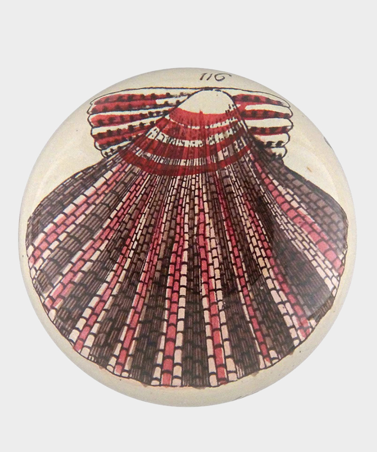 John Derian Scallop 116 Paperweight